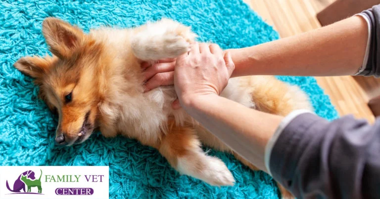 Emergency Vet 24 hours