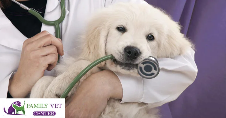 veterinary for dogs